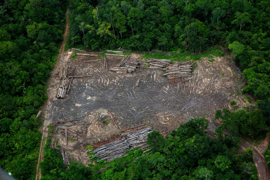 Aerial view of a cleared area in a forest, with logs stacked around the edges and tire tracks visible on the bare ground, surrounded by dense green trees.